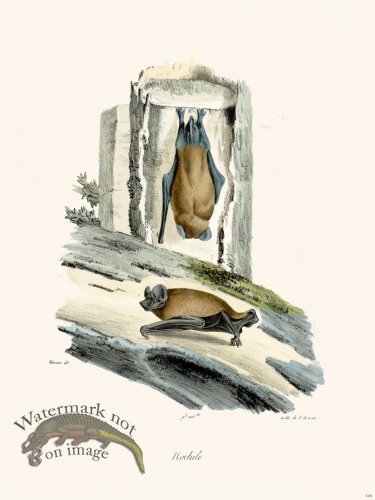 (image for) Cuvier 318 Noctule