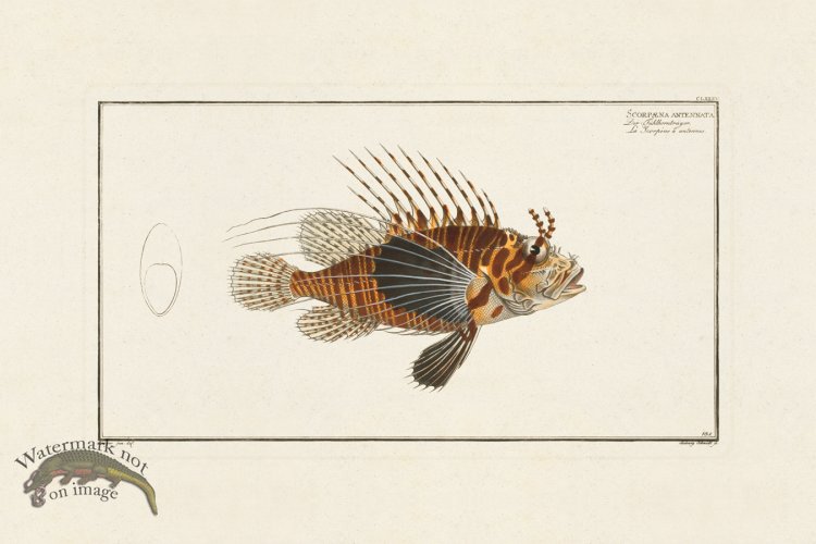 (image for) BLOCH FISH 185