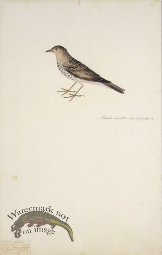 (image for) 86 Swedish Birds . Alauda Campestris, Skylark or Pipit