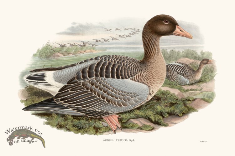 (image for) Gould Waterfowl 39