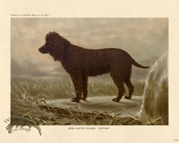 (image for) Cassell Dog 28