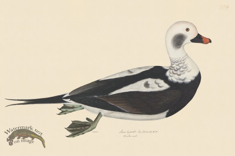 (image for) Rudbeck CFA 254 Long tail Duck F