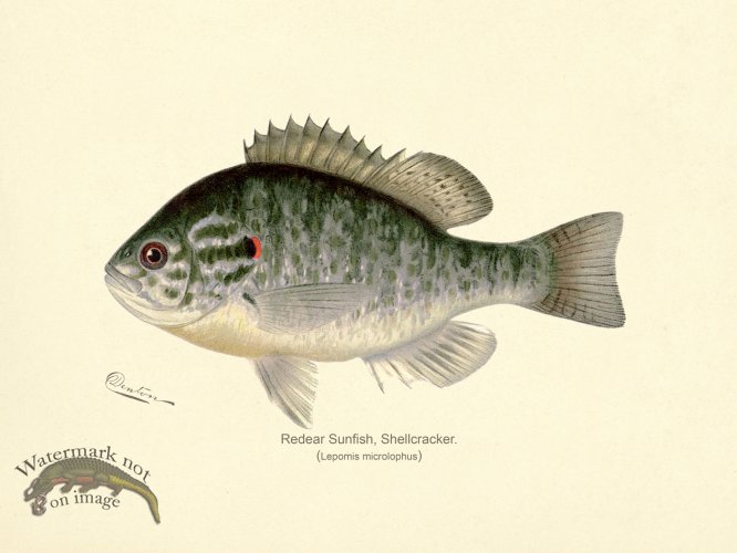 (image for) Sunfish Redear Shellcracker