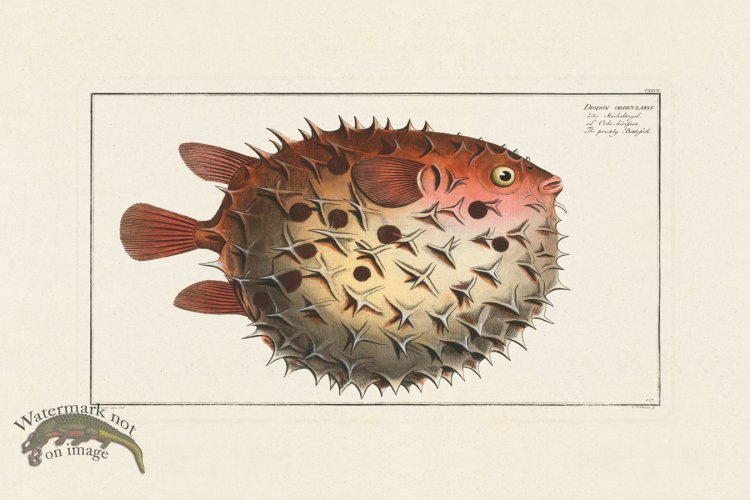 (image for) BLOCH FISH 127