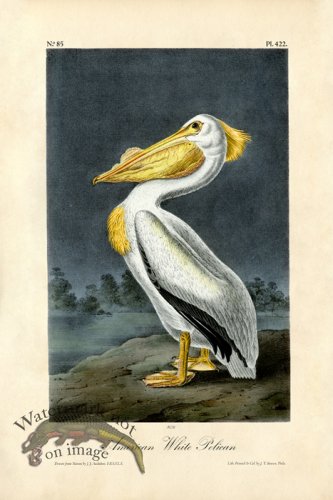 (image for) American White Pelican