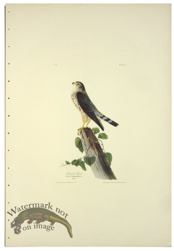 (image for) Le Petit Caporal L.E.