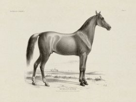 (image for) Morgan Horse