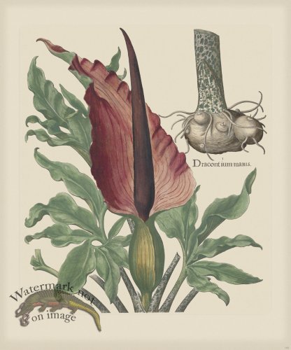 (image for) Besler 192 Colored B2