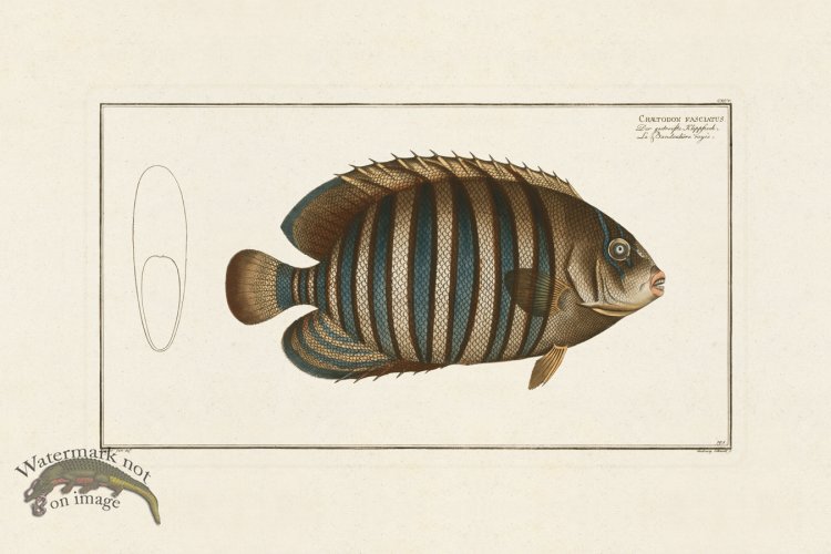 (image for) BLOCH FISH 195