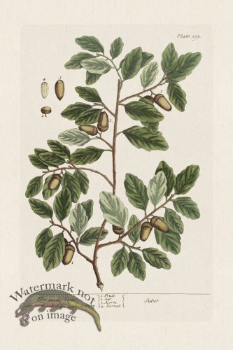 (image for) BEE 193 The Cork Tree