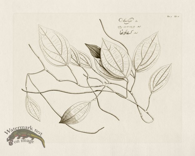 (image for) HORTUS VOl 07 16