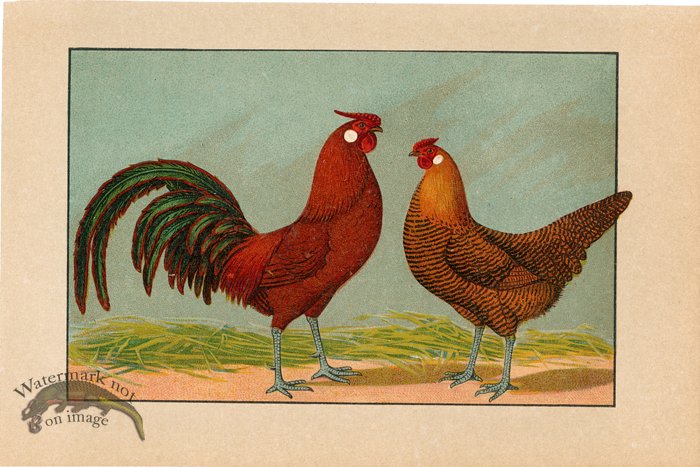 (image for) Chicken 25