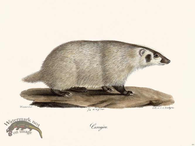 (image for) Cuvier 201 Wolverine