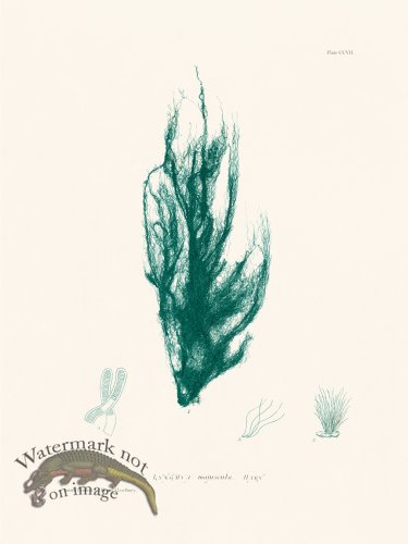 (image for) Bradbury Seaweed 207