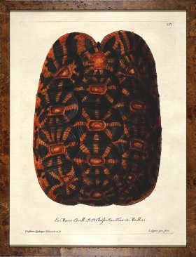 Turtle Shell Burl 02