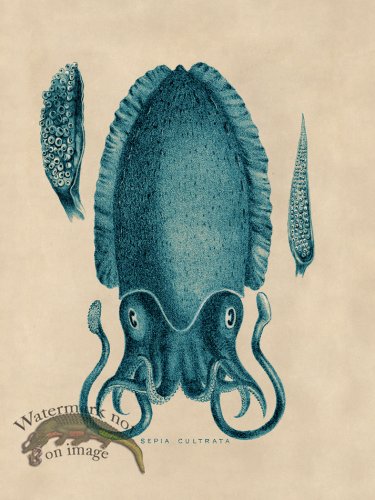 (image for) Octopus Teal 11