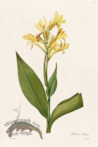 (image for) Les Liliacees Redoute 354