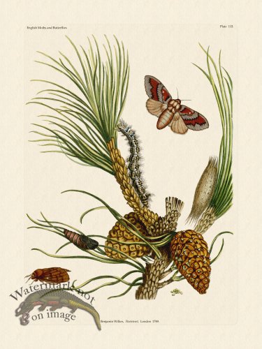 (image for) Wilkes Butterflies 115