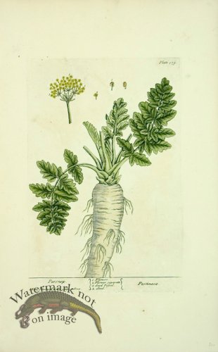 (image for) Blackwell E 17