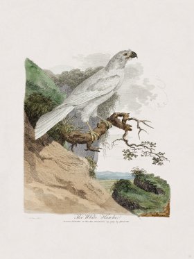 35 New Holland Caffowary