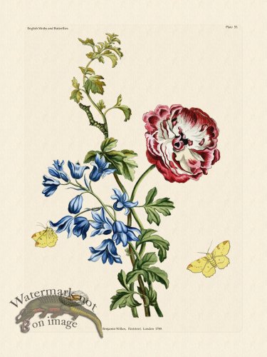 (image for) Wilkes Butterflies 053