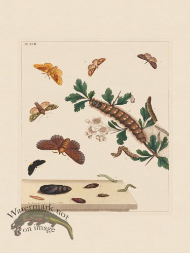 (image for) Moses Harris Insects 43