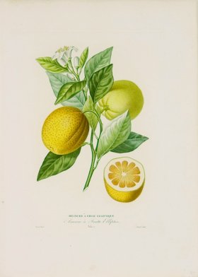 Poiteau Citrus 01