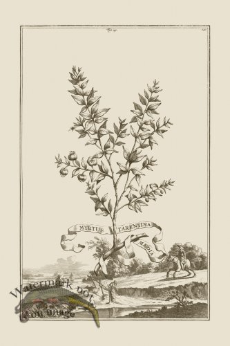 (image for) Abraham Munting 029