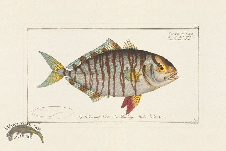 (image for) BLOCH FISH 341