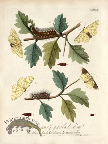 (image for) Albin Plate 87