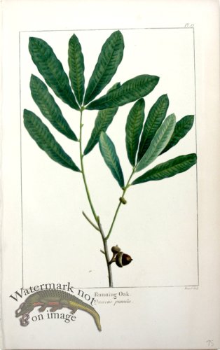 (image for) 21 Running Oak