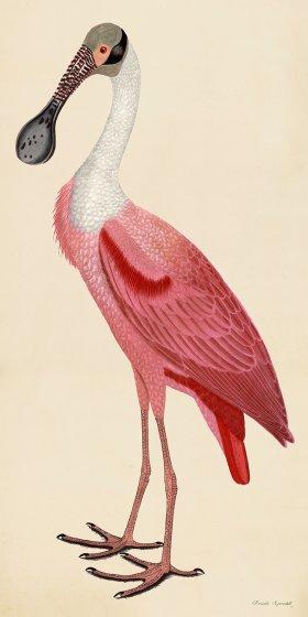 Rudbeck CFA 39 Roseate Spoonbill