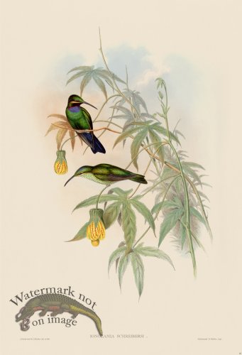 (image for) Gould Hummingbird 093