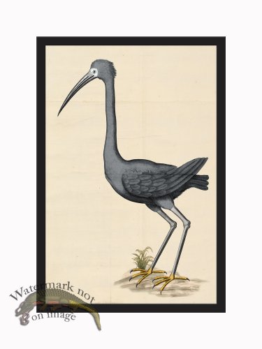 (image for) Rudbeck CFA_BF 44 Black Heron