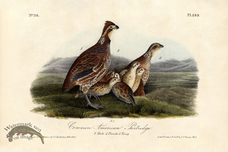 (image for) Partridge