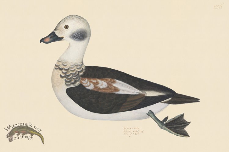 (image for) Rudbeck CFA 256