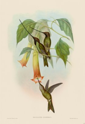 Gould Hummingbird 233