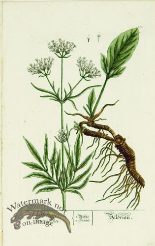 (image for) Blackwell German 011