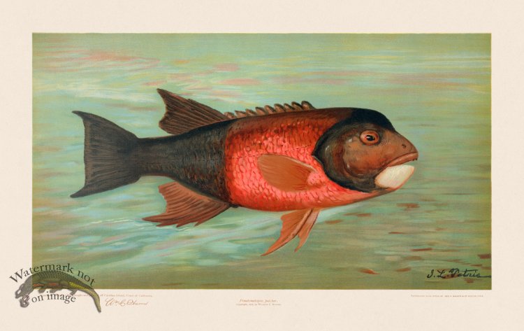 (image for) California Redfish