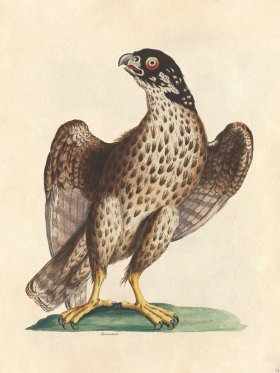 Sparrowhawk - Tribute Bd 74 M