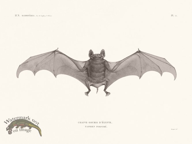(image for) Bats of the World 11