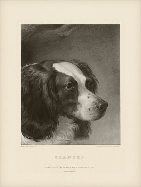SA Dogs 03 Spaniel