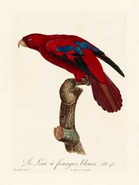 Barraband Parrot 093