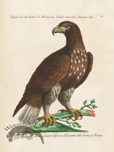 (image for) Manetti 007