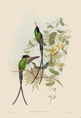 Gould Hummingbird 098