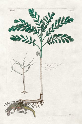 (image for) Buchoz Palm 18