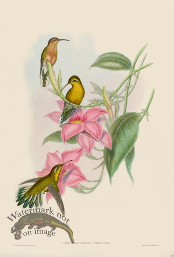 (image for) Gould Hummingbird 230
