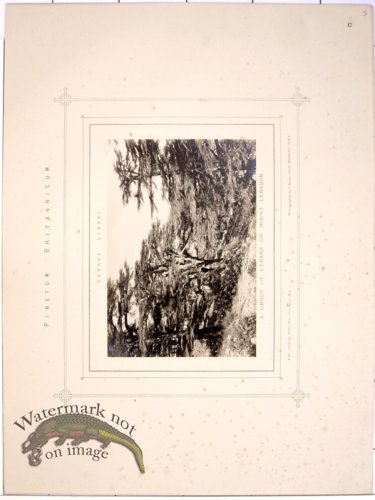 (image for) Lawson Pine Cone 39