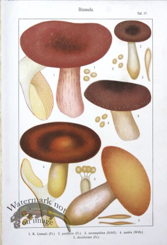 (image for) SMS Mushroom 02