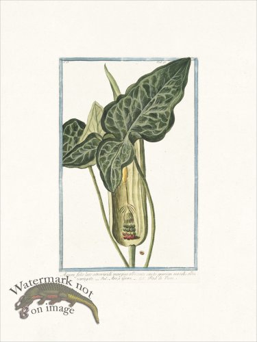 (image for) Bonelli 175 Pied de Veau